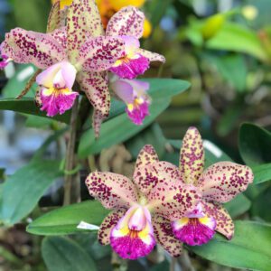 Cattleya aclandiae x Blc. Waianae Leopard