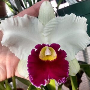 Blc. Chyongu Swan Ruby Lip