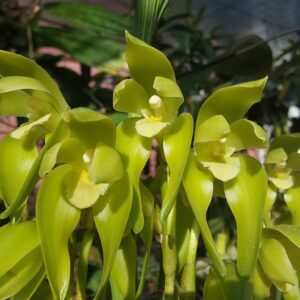 Lycaste fimbiata