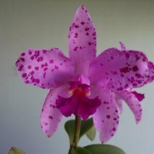 Cattleya amethystoglossa tipo x self