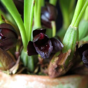 Maxillaria schunkeana