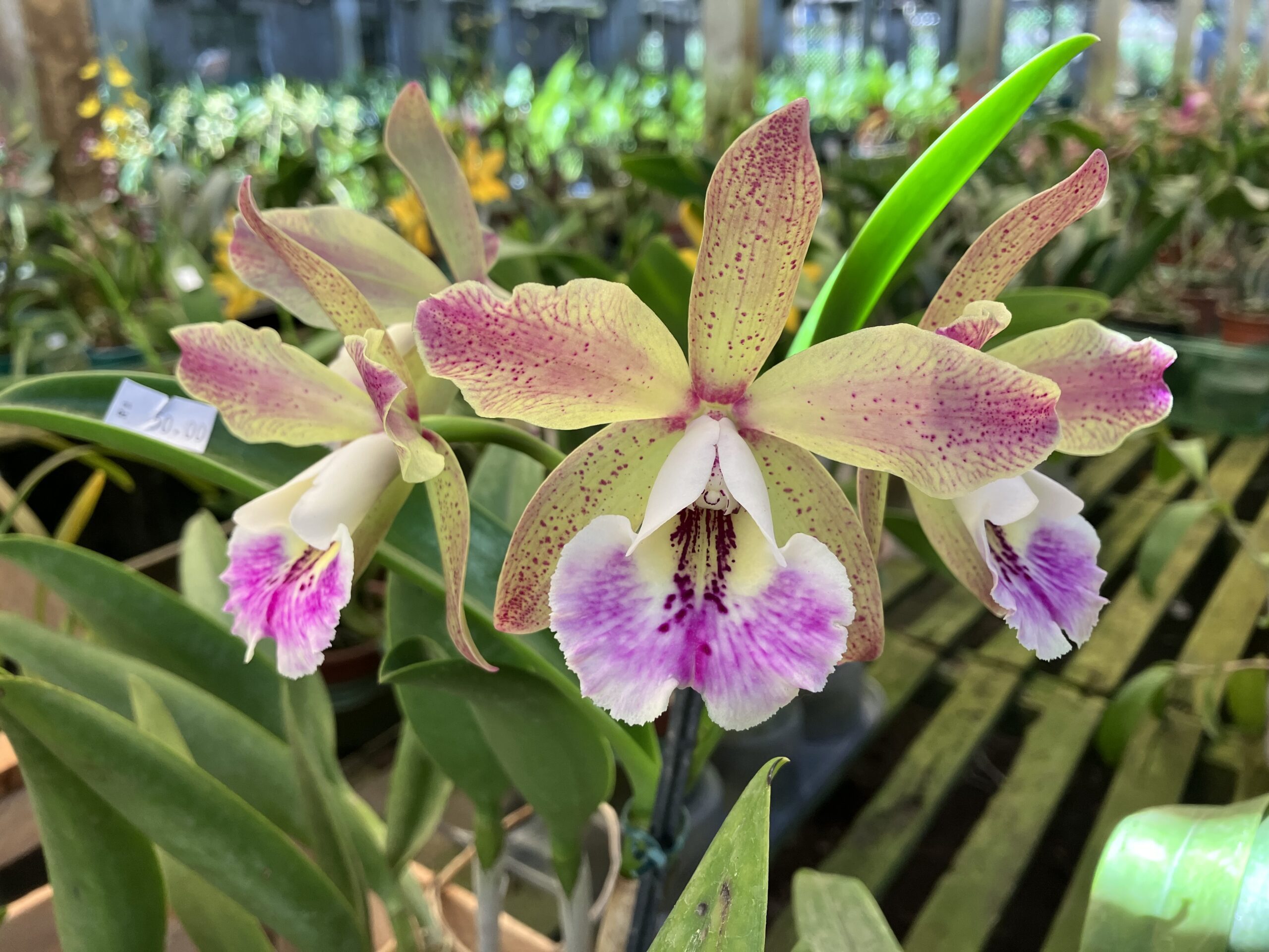 Bc. Maikai Louise x C. Pão de Açúcar – Orquidário Florália