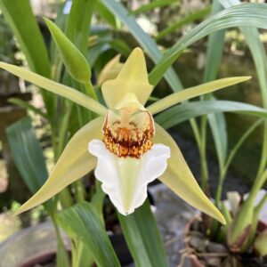 Coelogyne lawrenceana