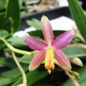 Laelia(longipes x milleri) x rupestris