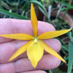 Cattleya aurantiaca x Brassavola perrinii