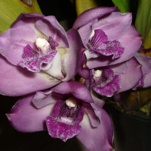 Bifrenaria tyrianthina