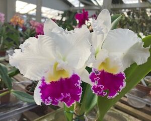 Blc. Mikki Nagata