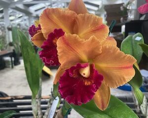 Blc. Young Gluck Smile