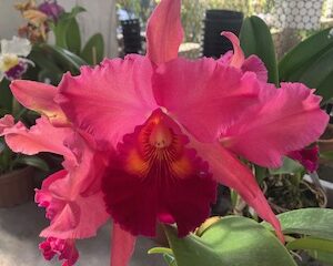 Blc.Mirian Suzuki ' Pink Pearl'