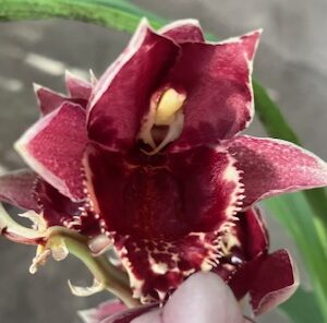 Catasetum Melana Davison