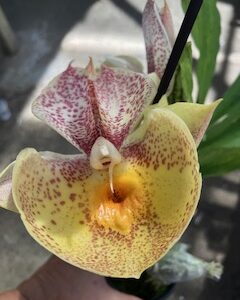 Catasetum Orchidglade Davie Ranch