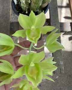 Catasetum Black Jade