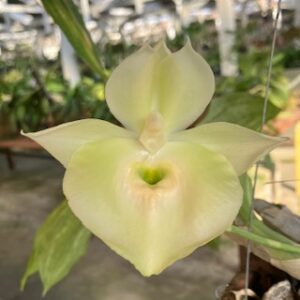 Catasetum pileatum albo
