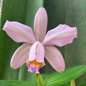 Cattleya Venosa (forbesii x harrisoniae)