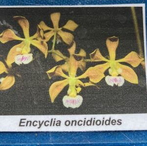 Encyclia oncidioides