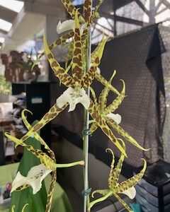 Miltassia Natalia