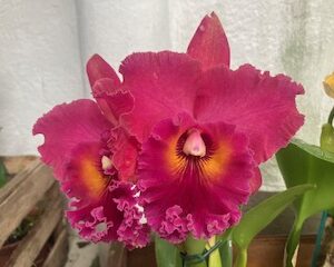 Blc. Village Chief Armani ' Red Dragon'